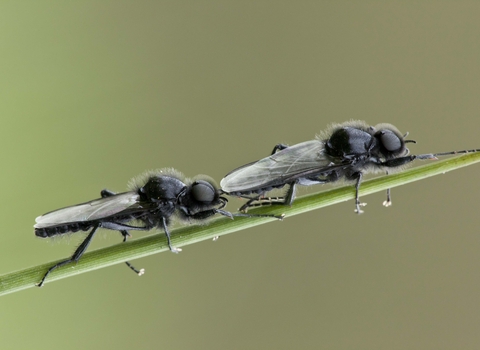 St Mark's Fly