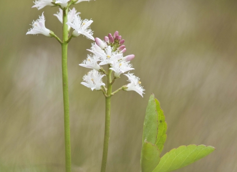 Bogbean