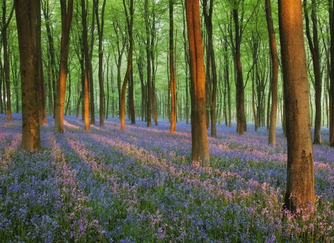 Bluebells