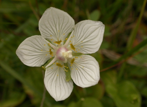 Grass-of-Parnassus