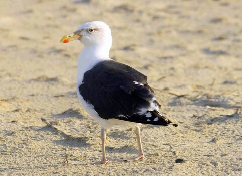 Great black-backed gull | Wild About Gardens