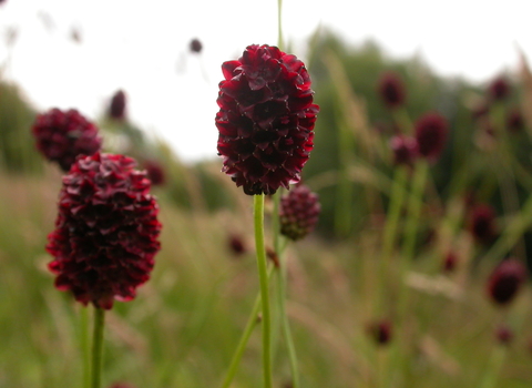 Great Burnet