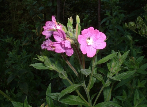 Great Willowherb