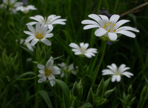 Greater Stitchwort