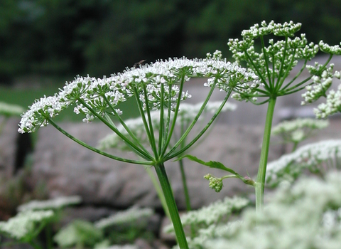 Ground-elder