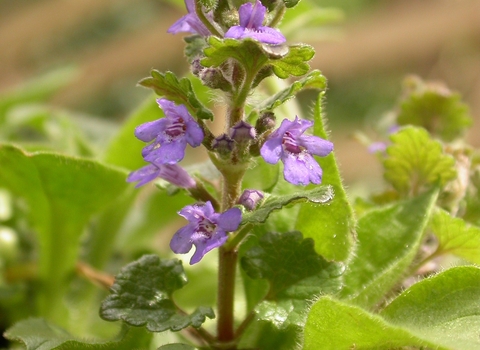 Ground-ivy