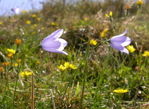Harebell