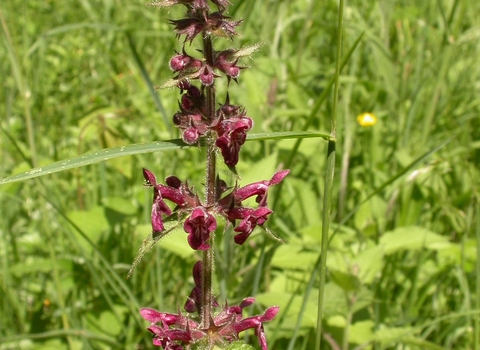 Hedge Woundwort