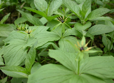 Herb-Paris