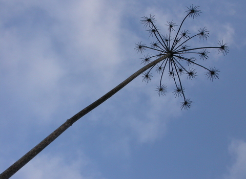 Hogweed