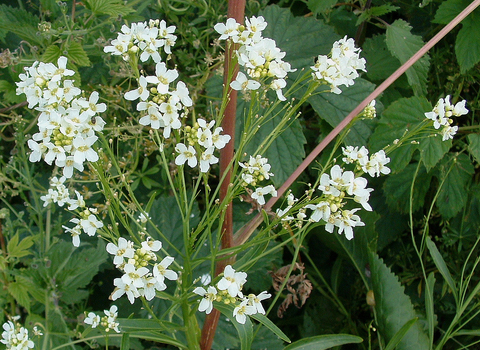Horseradish