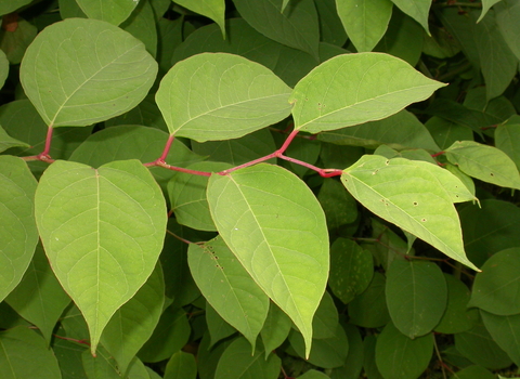 Japanese Knotweed
