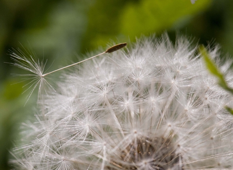 Common Dandelion