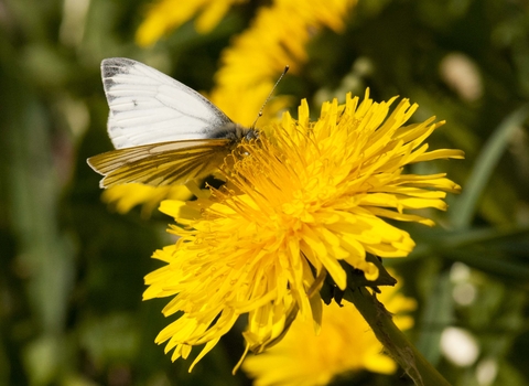 Green-veined White on Common Dandelion