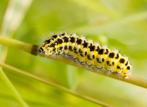 Six-spot Burnet moth caterpillar