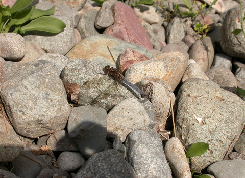 Keeled Skimmer