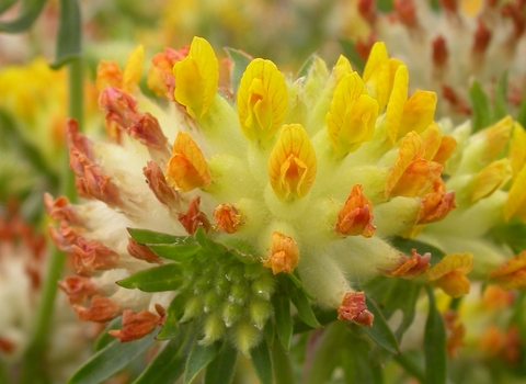 Kidney Vetch