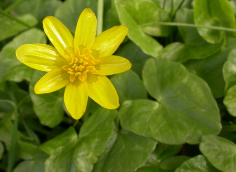 Lesser Celandine