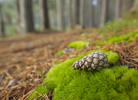 Scots Pine cone