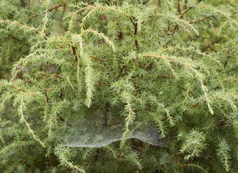 Common Juniper