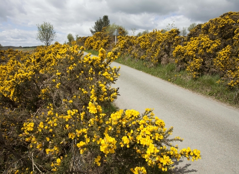 Gorse