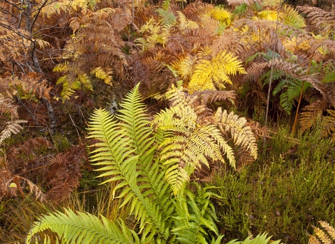 Male-fern