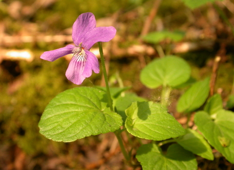 Marsh Violet