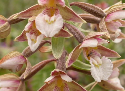 Marsh Helleborine