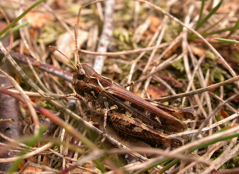 Mottled Grasshopper