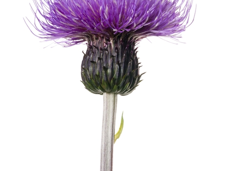 Melancholy Thistle