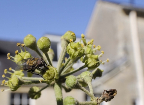 Cluster Fly on Ivy flower