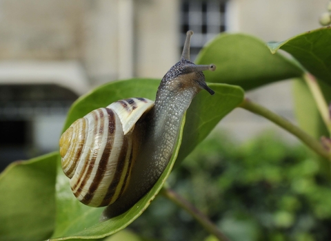 White-lipped Snail