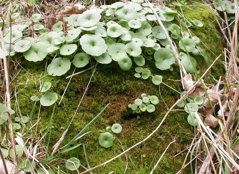 Navelwort