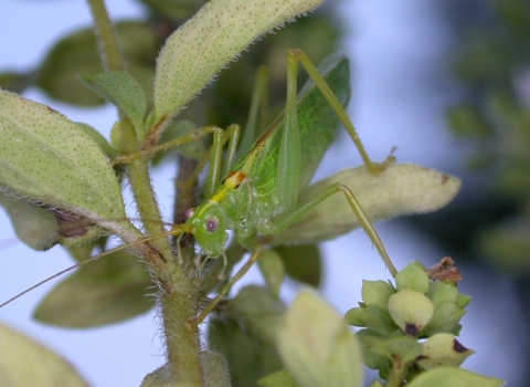 Oak Bush-cricket
