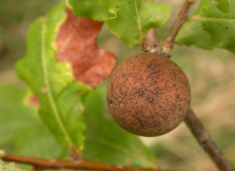 Oak Marble Gall Wasp