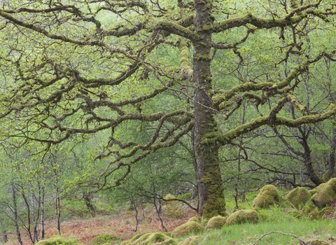 Sessile Oak