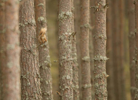 Red Squirrel on Scots Pine