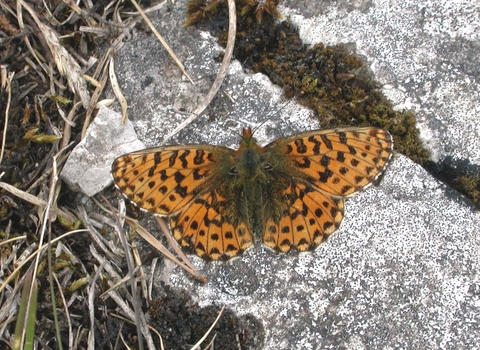 Pearl-bordered Fritillary butterfly