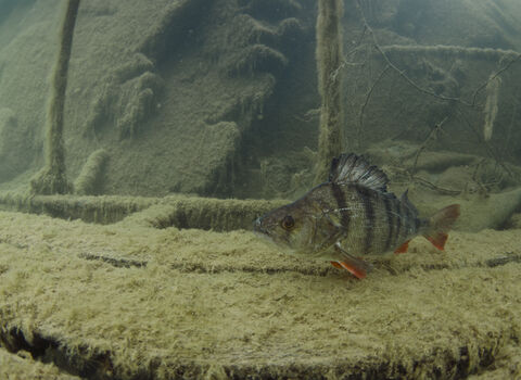Perch | Wild About Gardens