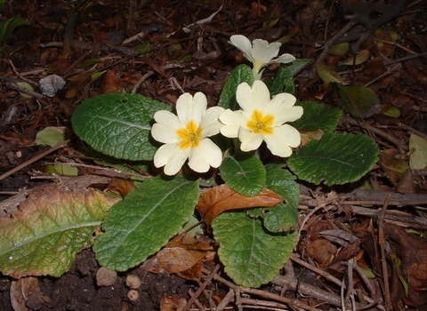 Primrose