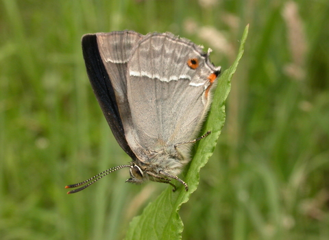 Purple Hairstreak butterfly