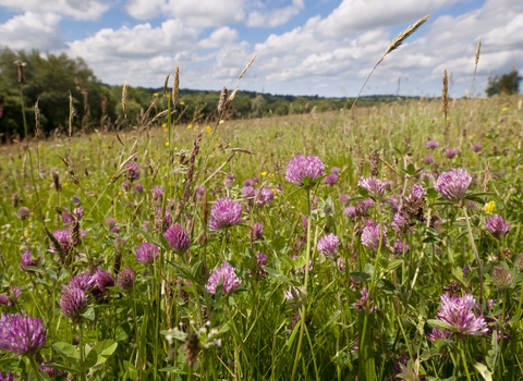 Red Clover