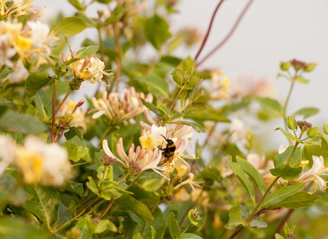 Honeysuckle