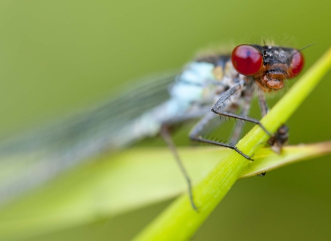 Red-eyed Damselfly