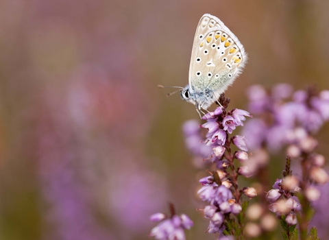 Common Blue