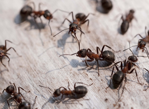 Southern Wood Ant