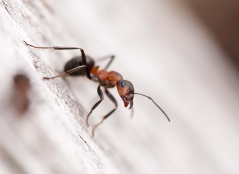 Southern Wood Ant