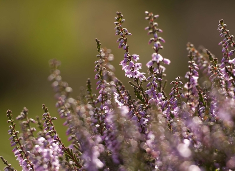 Heather (Calluna vulgaris)