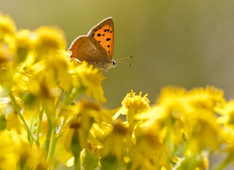Small Copper butterfly on Common Ragwort