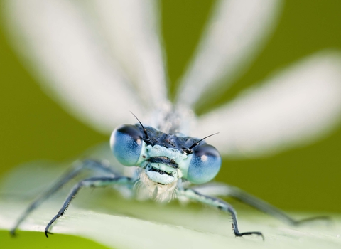 Common Blue Damselfly